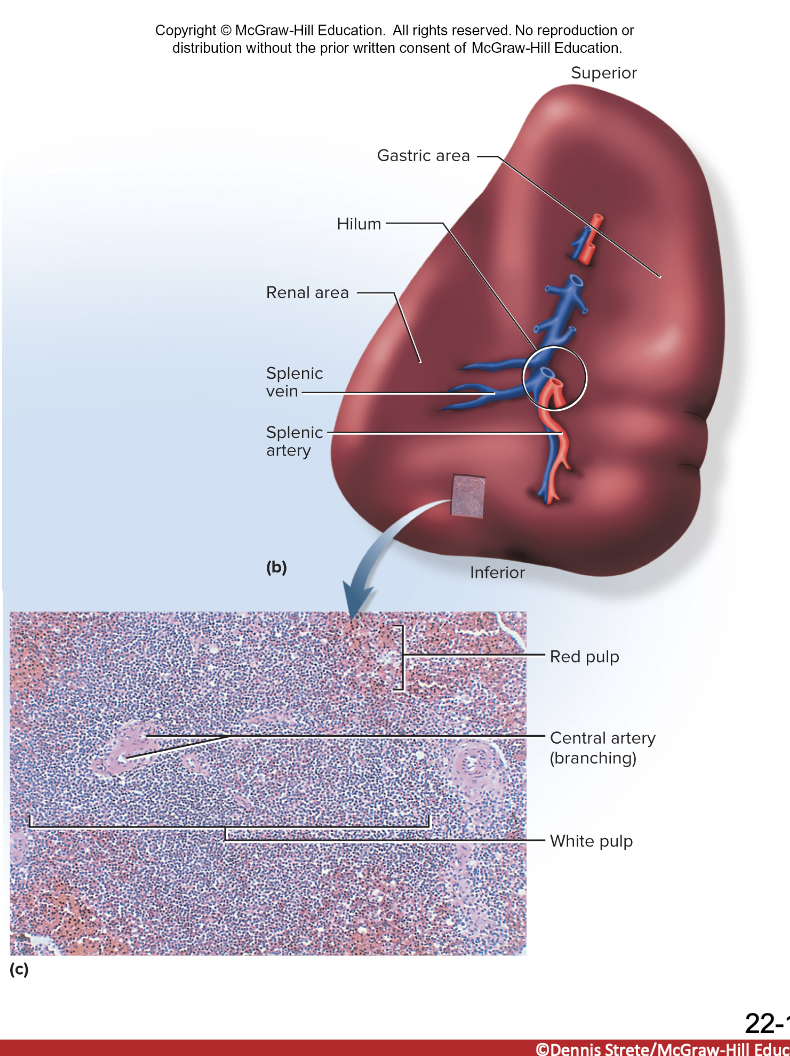 <p>red is concentrated erythrocytes and white is lymphoctyes/macrophages</p>