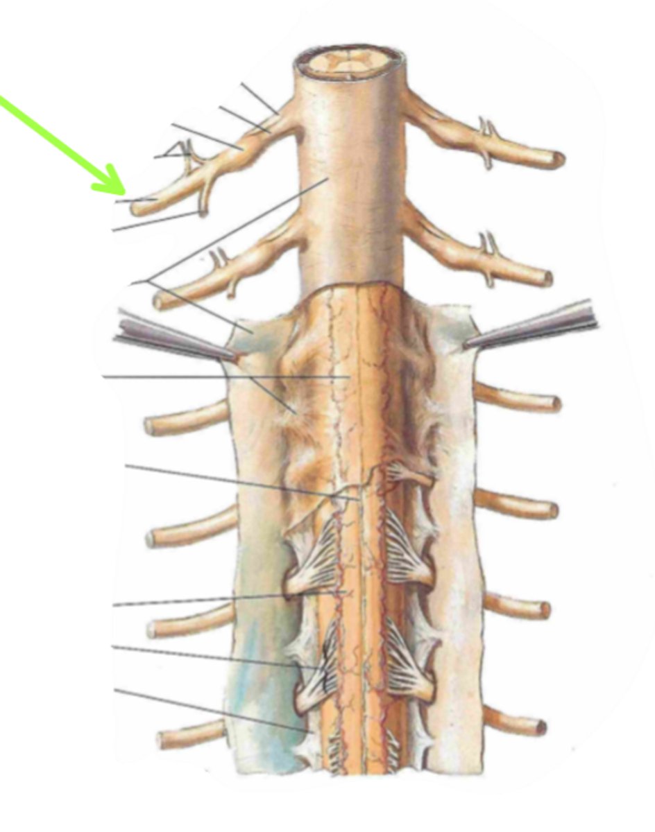<p>Identify the structure indicated by the arrow</p>