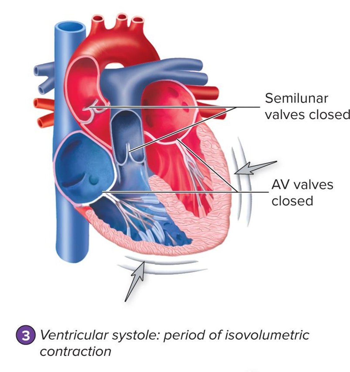 <p>Pressure in the ventricles increases, causing AV valves to close and blood to be ejected.</p>