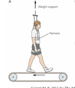 <p>depends on synaptic plasticity in local spinal circuits &amp; successful transmission of at least some motor commands through preserved descending pathways (possible compensatory mechanisms)</p>