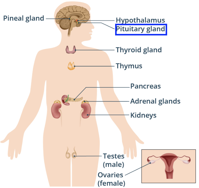 <ul><li><p>It is know as the ‘master gland’ because it releases hormones that regulate the activity of other endocrine glands.</p></li><li><p>It is located at the base of the brain just below the hypothalamus.</p></li></ul><p></p>