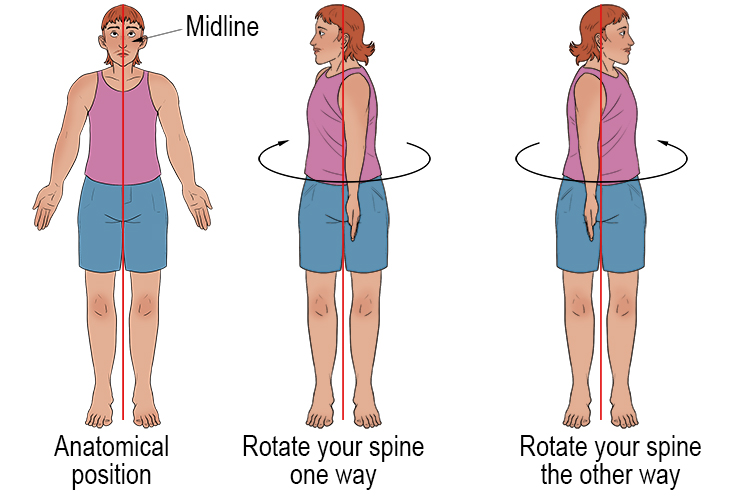 <p>turning of a body or body part around its axis</p>