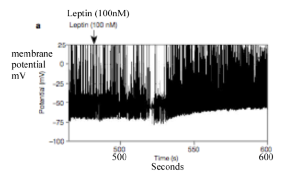 <p>Leptin seems to depolarize this neuron (POMC/CART) after a brief delay.</p>