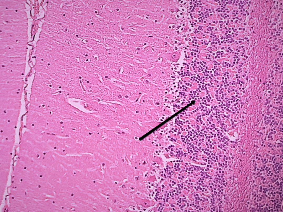 <p><span><strong>Identify the specific structure/area indicated by the pointer.</strong></span></p>