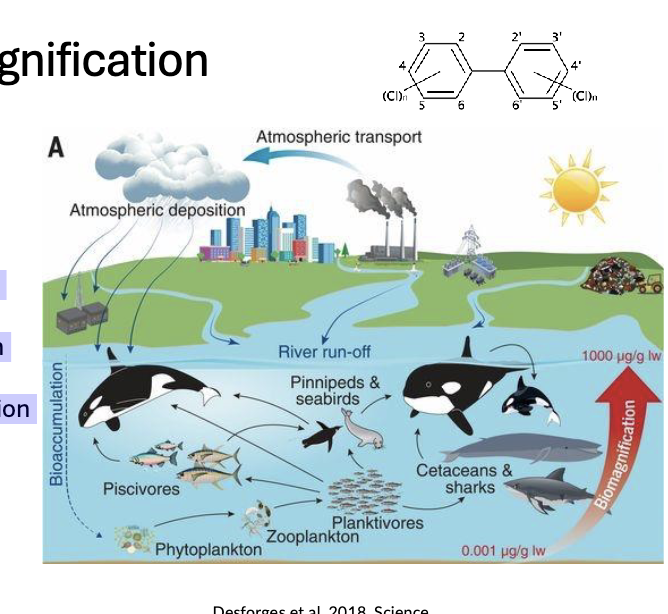 <p>increase in concentration with increasing TROPHIC LEVEL</p>