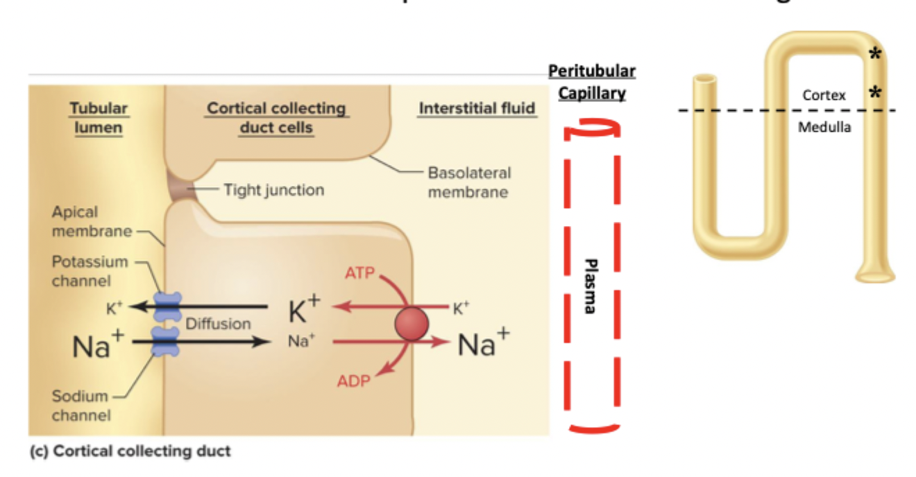 <p>Na+/K+ ATPase creates gradient</p><p>Na+ and K+ channels in the apical membrane</p>
