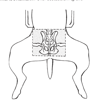 <p>V/D view of pelvis(frog legged)</p>