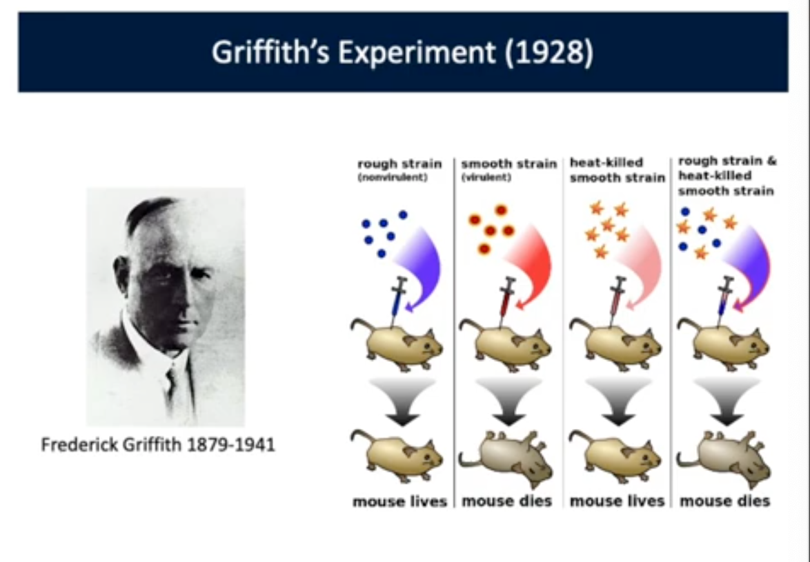 <p>Griffith’s Experiment</p>
