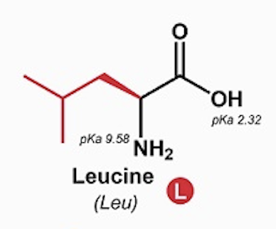 <p>Leucine (Leu, L)</p>