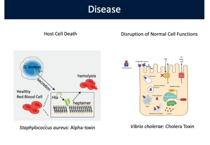 <p>Some bacteria have toxins that destroy cell membranes resulting in lysis/death</p><p>Ex. Staphylococcus aureus: Alpha-Toxin</p>
