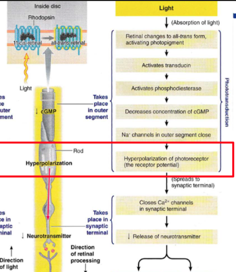 <p>Lys absorberes → retinal går fra <strong>11-cis</strong> til <strong>all-trans</strong> → fotopigment aktiveres → <strong>transducin</strong> aktiveres → <strong>phosphodiesterase</strong> aktiveres → <strong>cGMP falder</strong> → <strong>Na⁺-kanaler lukker</strong> → fotoreceptoren <strong>hyperpolariserer</strong> → <strong>Ca²⁺-kanaler i synaptisk terminal lukker</strong> → <strong>glutamatfrigivelsen reduceres</strong>.</p>