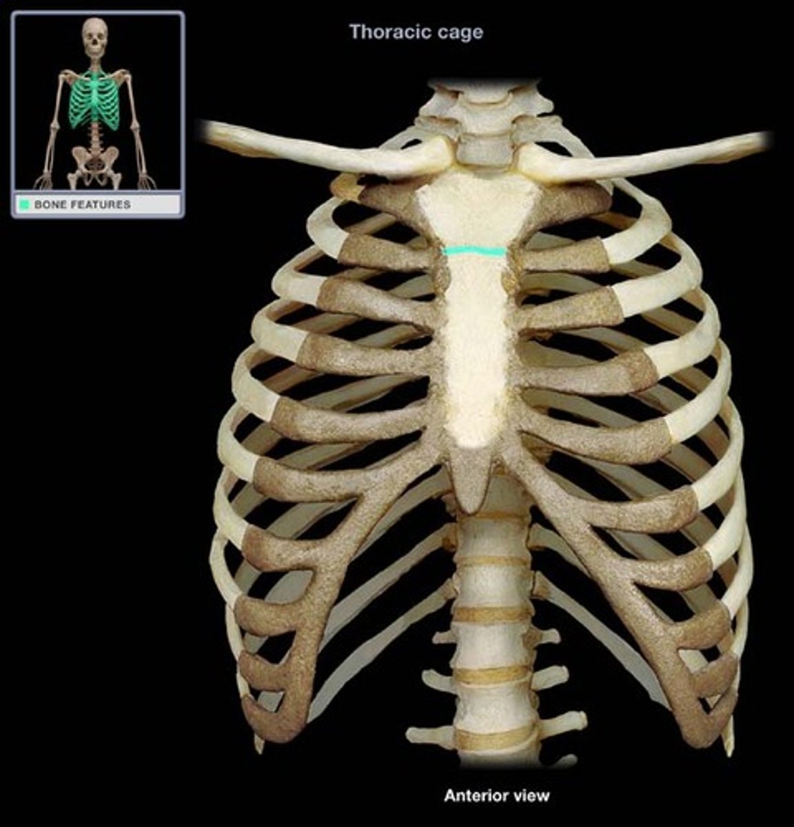 <p>synarthrotic joint formed by the articulation of the manubrium and the body of the sternum</p>