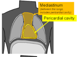 <p>(thoracic) holds other thoracic organs (ex. trachea + esophagus) and pericardial cav</p>