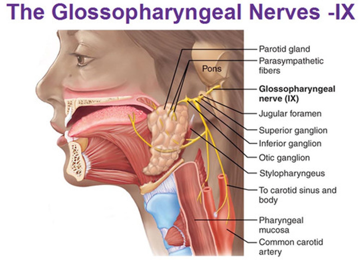 <p>Taste, swallowing</p>