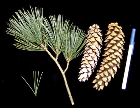 fascicles of 5, spiky needles