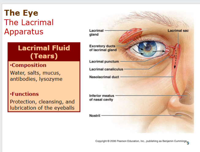 <p>system cointaing oribital structure</p><p>lacrimal sac</p><p>lacrimal gland → excretory ducts</p><p>lacrimal fluid</p><ul><li><p>water, salts, mucus, antibodies, lysozyme</p></li><li><p>protect, cleans, lubricates eyeball</p></li></ul><p></p>