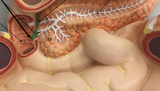 <p><span>Main pancreatic duct</span></p>