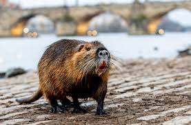 <p>oranžový zuby, hnusnej ksicht</p>