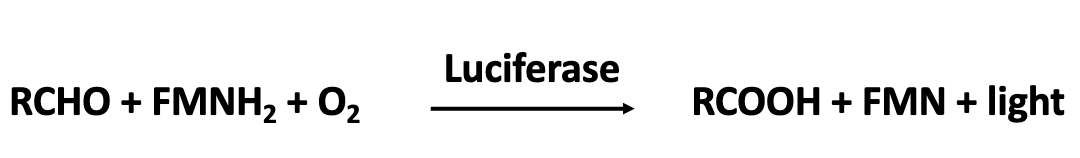 <ul><li><p>Bacterial bioluminescence is catalyzed by the enzyme luciferase, which produces light through an oxidation reaction requiring luciferin and oxygen</p></li><li><p>In <em>A. fischeriI</em>, luciferin consists of two components: a long-chain aldehyde (RCHO) and reduced flavin mononucleotide (FMNH<sub>2</sub>)</p></li><li><p>In the presence of oxygen, luciferase catalyzes the reaction: RCHO + FMNH<sub>2</sub> + O<sub>2</sub> → RCOOH + FMN + light, where oxidation of aldehyde and FMNH<sub>2</sub> releases energy in the form of blue-green light</p></li></ul><p></p>