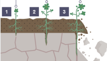 <p>Describe the process of biological weathering at stage 2?</p>