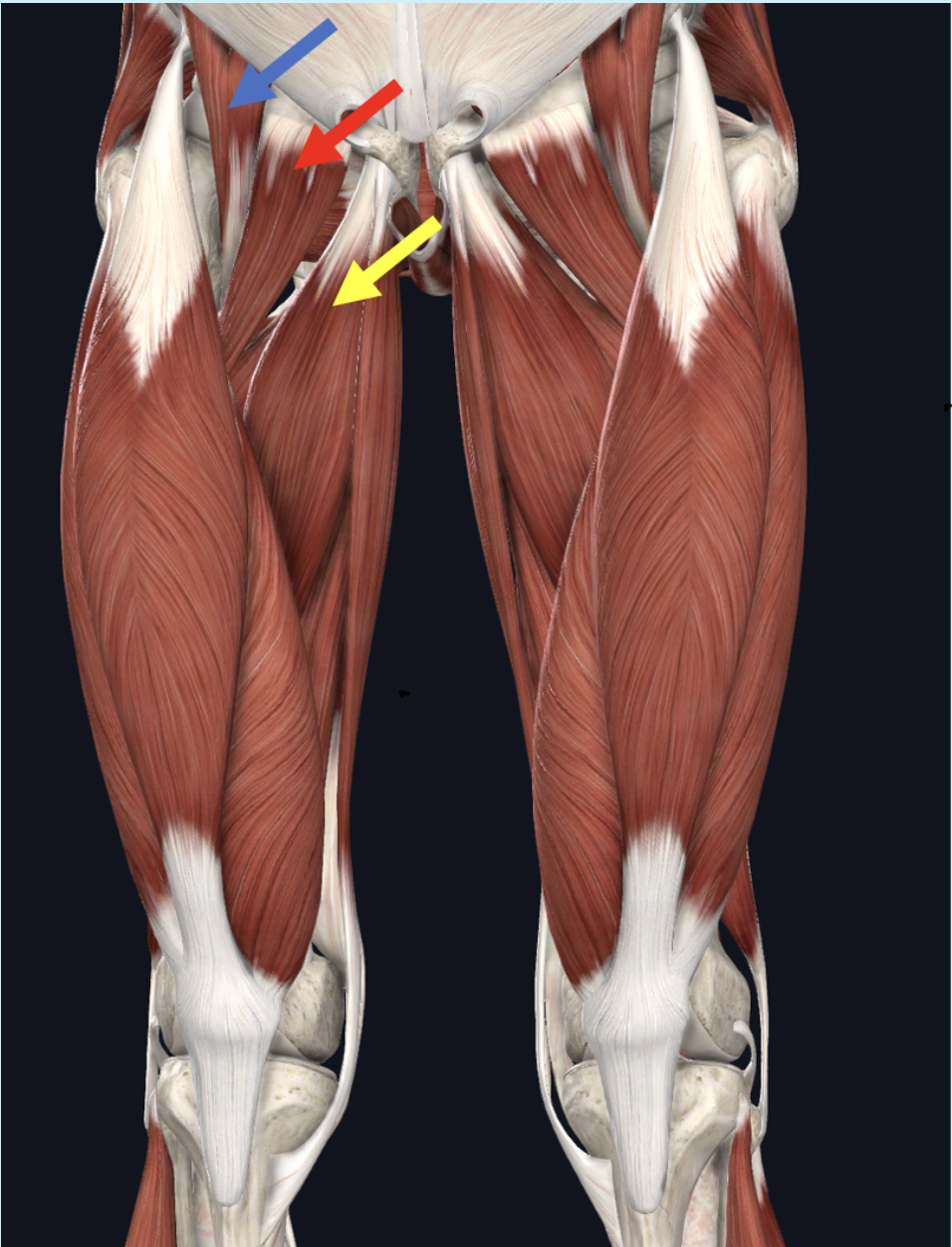 <p><span>Identify the muscle at the tip of the red arrow</span></p>