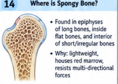 <p>Inside bone, especially in long bone epiphyses and the interiors of flat, short, and irregular bones. Its trabeculae resist stress from several directions, reduce weight, and leave space for marrow.</p>