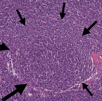 <p>What is the structure outlined by black arrows in the slide? (Canine Lymph Node)</p>