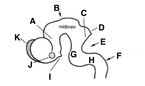 <p>cephalic flexure</p>
