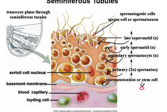 <ul><li><p>Sertoli cells</p><ul><li><p>“Nurse cells” supporting developing sperm.</p></li><li><p>Shape varies depending on surrounding germ cells</p></li></ul></li><li><p>Leydig cells</p><ul><li><p>outside the tubule</p></li><li><p>Produce testosterone</p></li></ul></li><li><p>Basement membrane</p><ul><li><p>Protective outer layer of each tubule </p></li></ul></li><li><p>Capillaries</p><ul><li><p>Provide nutrients and blood supply</p></li></ul></li></ul><p></p>