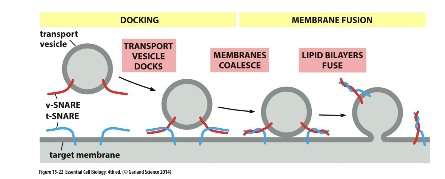 <p>regulate fusion of vesicles with PMs</p><ol><li><p>docking: v snares (VAMP2) on transport vesicle tangle with t snares (SNAP25, syntaxin 1) on target membrane</p></li><li><p>membrane fusion: lipid bilayers fuse</p></li></ol><p></p>