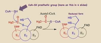 <p>A free-floating CoA’s thiol group (-SH) attacks the carbonyl C of the 2 carbon intermediate, and releases <strong>Acetyl-CoA </strong>off of E2. This process reduces Lipoic acid. </p><p></p>