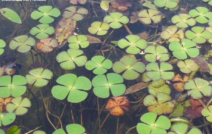 <ul><li><p>four-leaf clover on the water</p></li></ul><p></p>