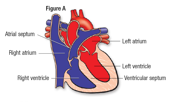 <p>Atrial Septum:  </p>