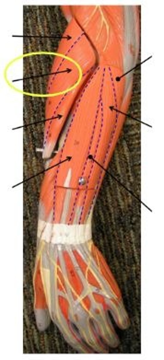 <p>extends and abducts wrist</p>