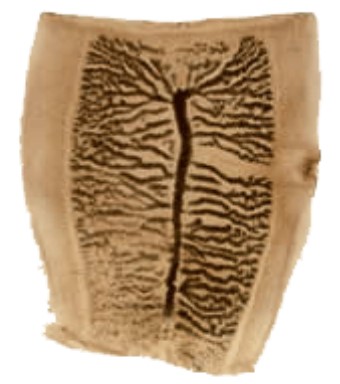 <p>Name</p>