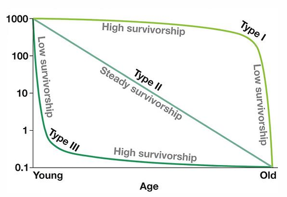 <p>a graphic way of representing the data in a life table</p><ul><li><p>3 types</p><ul><li><p>type 1 → drop off</p></li><li><p>type 2 → linear, steady</p></li><li><p>type 3 → ↓ exponential </p></li></ul></li></ul><p></p>