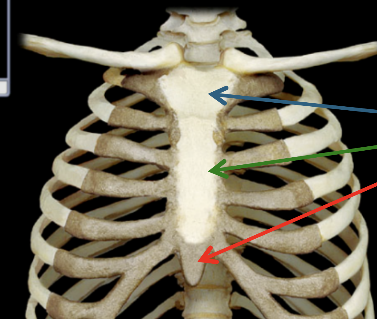 <p>Where is the Xiphoid process in the sternum?</p>
