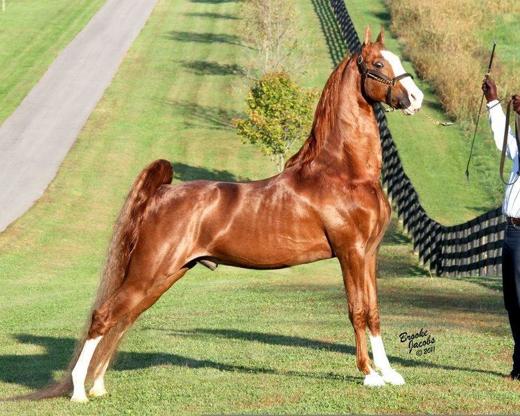 <p>What is the American Saddlebred known for?</p>