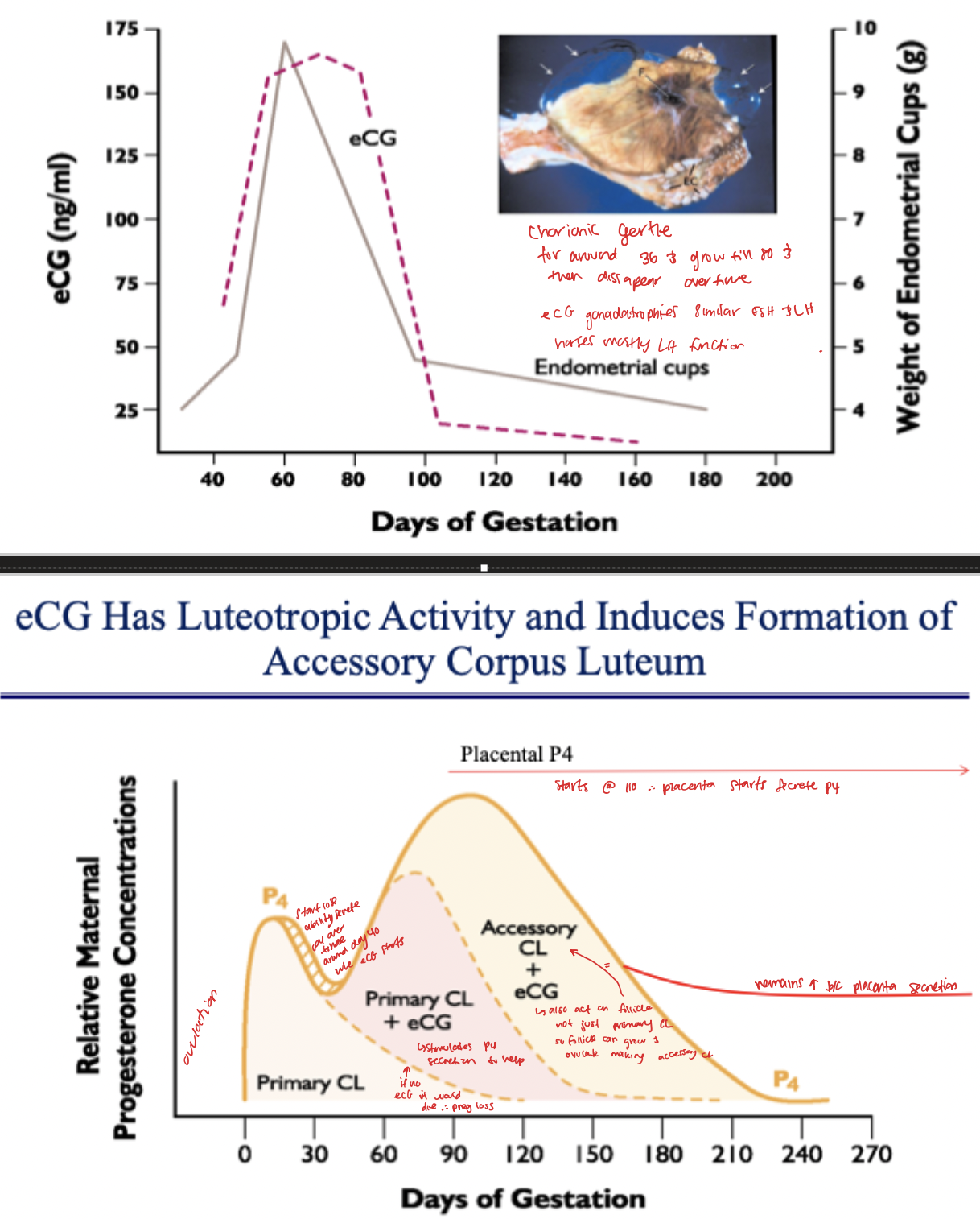 <p>Equine chorionic gonadotropin (eCG) </p><ul><li><p>Similar to FSH and LH </p></li><li><p>Has lutetropic activity and induces formation of accessory CL </p></li></ul><p>**hCG is what is in humans and used for pregnancy tests </p>