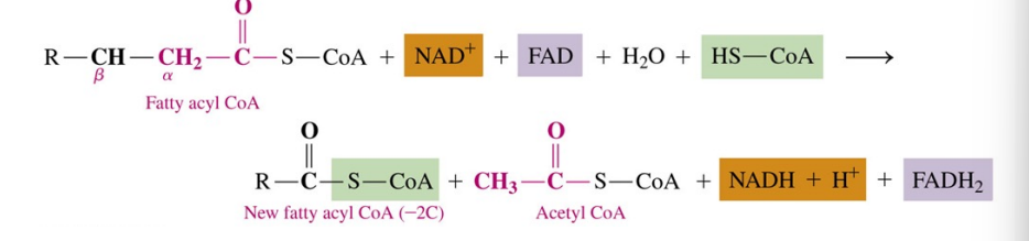 <ul><li><p>fatty acyl-CoA molecules undergo <em>β</em> oxidation, a cycle of four reactions converting the <em>β</em> - carbon —CH<sub>2</sub>— to a <em>β </em>-keto</p></li><li><p>once the  <em>β</em> -keto group is formed, a two-carbon acetyl group can be split from the carbon chain, shortening the fatty acyl chain</p></li></ul><p></p>