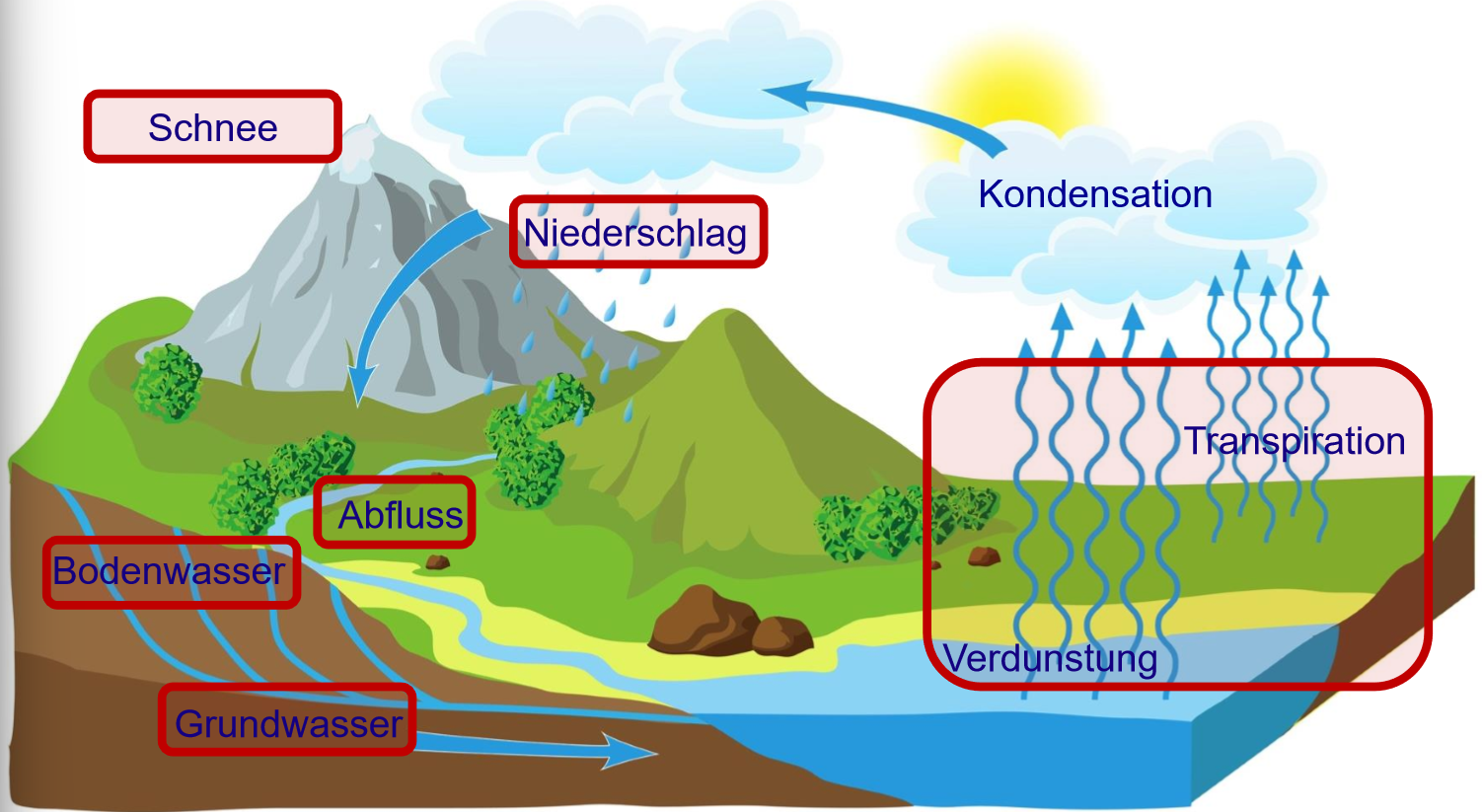 <ul><li><p>Evapotranspiration</p></li><li><p>Condensation</p></li><li><p>Precipitation</p></li><li><p>Snow</p></li><li><p>Runoff</p></li><li><p>Soil water</p></li><li><p>Ground water</p></li></ul><p></p>