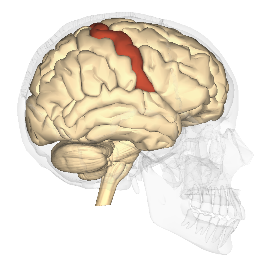 <p>Precentral gyrus </p>