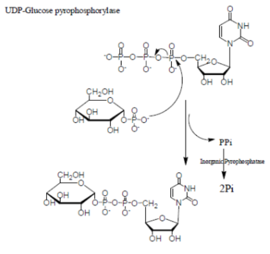 <p>What is the first step of glycogen biosynthesis?</p>