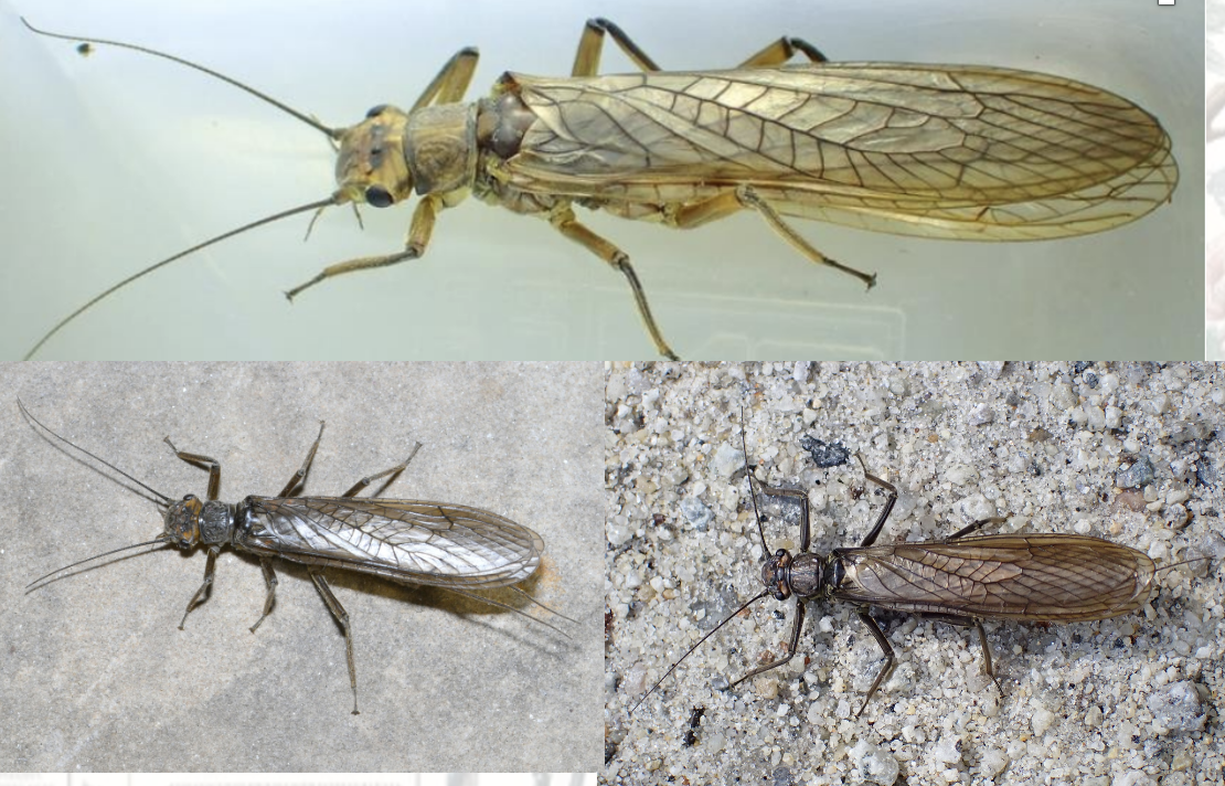 <p>Latin, védett?</p>