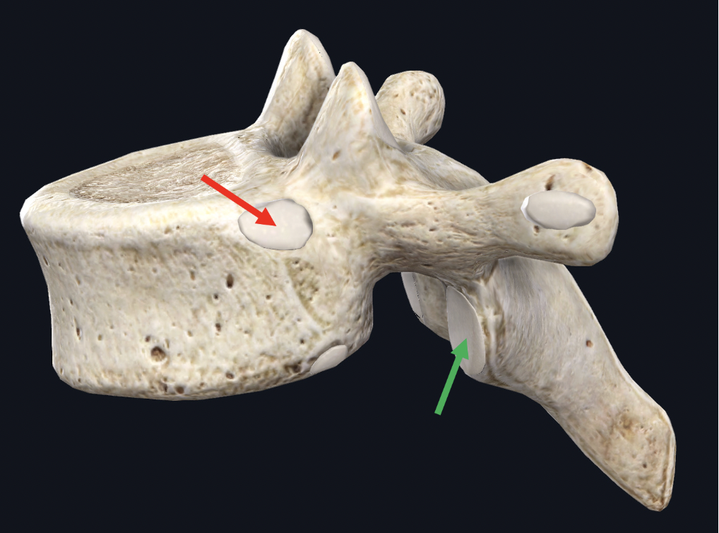 <p><span>What bone connects at the tip of the red arrow</span></p>