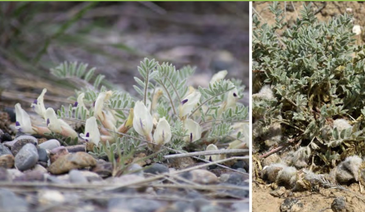 <ul><li><p>Woollypod milkvetch</p></li><li><p>Pea family</p></li></ul><p></p>