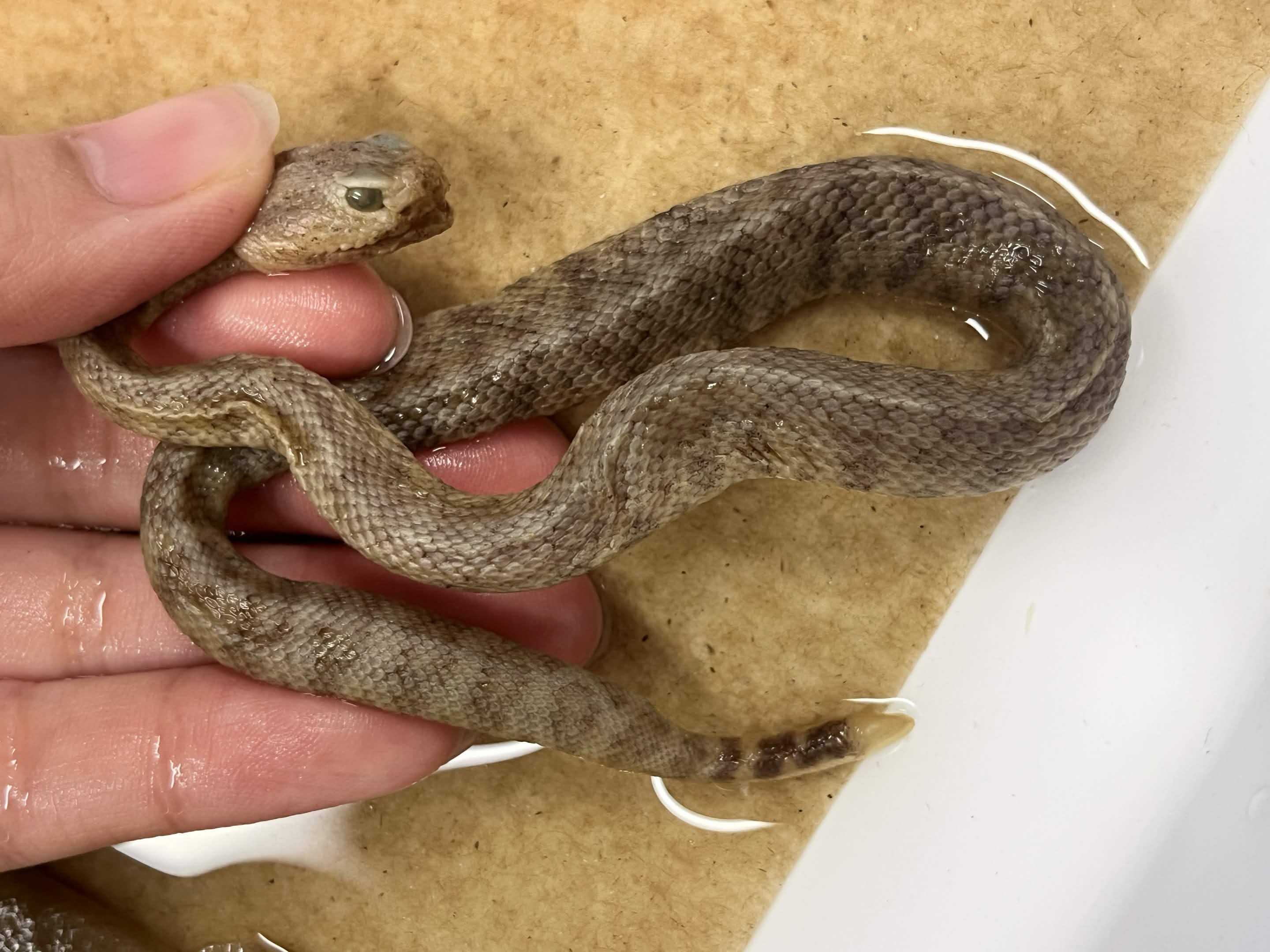 <p>Infraorder + Superfamily + Family + Subfamily + Scientific name?<br>- black/white stripe equal on tail<br>- white eye stripe touch mouth<br>- hexogonal blotches<br>- East Socal</p>