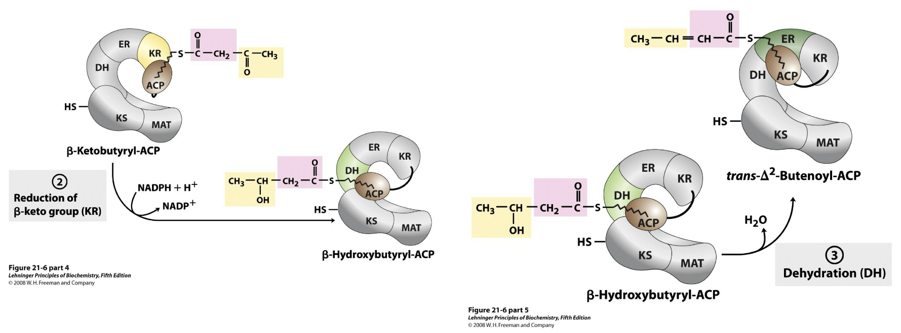 <p>Reduction and Dehydration</p><ol start="2"><li><p>β-Keto group goes to KR to be reduced to β-Hydroxybutyryl-ACP (Needs NADPH + H<sup>+</sup>)</p></li><li><p>β-Hydroxybutyryl-ACP goes to DH to be dehydrated to trans-Δ<sup>2</sup>-Butenoyl-ACP</p></li></ol><p></p>