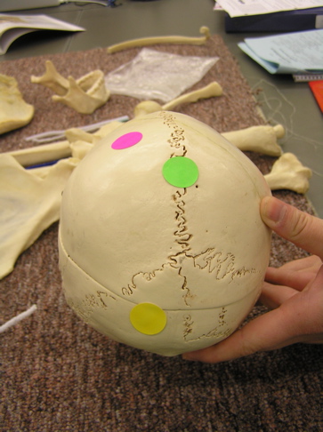 <p><span>Identify the bone labeled with the pink dot.</span></p>