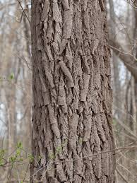 <p>cinnamon, braided bark; distinct smell; alternate buds</p>